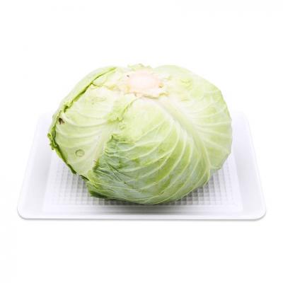Bắp cải Eco L1