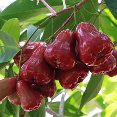 Những khu vườn trái cây cho du khách trong dịp hè